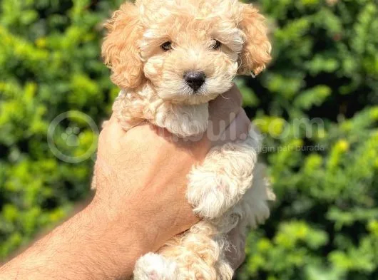 Irk Ve Sağlık Garantili Apricot Toy Poodle Bebekler
