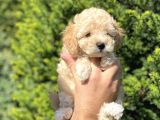 Irk Ve Sağlık Garantili Apricot Toy Poodle Bebekler