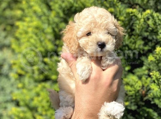 Irk Ve Sağlık Garantili Apricot Toy Poodle Bebekler görsel