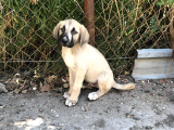 Kangal Yavruları