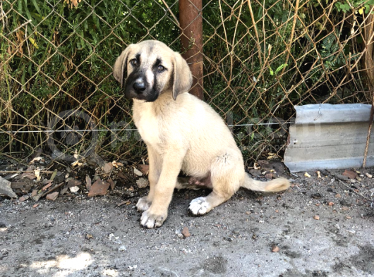 Kangal Yavruları görsel