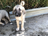 Kangal Yavruları