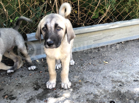 Kangal Yavruları görsel