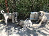 Kangal Yavruları
