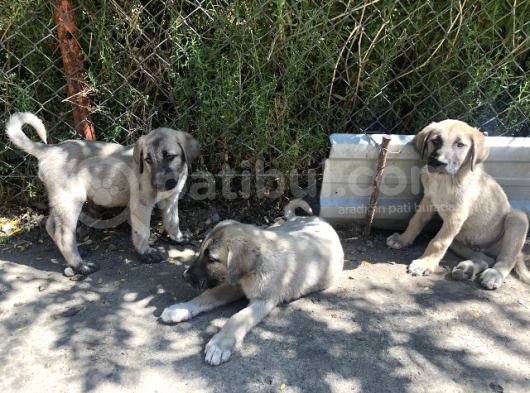 Kangal Yavruları görsel