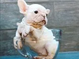 French Bulldog Dostlarımız Yeni Ebeveynlerini Bekliyor