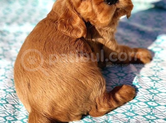 Safkan Kızıl American Coocker görsel