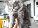 Chinchilla Dişi
