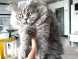 Chinchilla Dişi