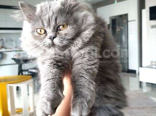 Chinchilla Dişi görsel