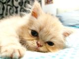 Prensesimiz Exotic