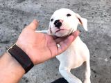 A Kalite Safkan 42 Günlük Dogo Argentino Yavruları