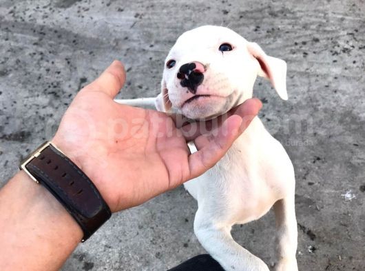 A Kalite Safkan 42 Günlük Dogo Argentino Yavruları görsel