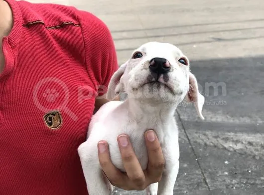 A Kalite Safkan 42 Günlük Dogo Argentino Yavruları