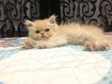 Prensesimiz Exotic