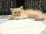 Prensesimiz Exotic