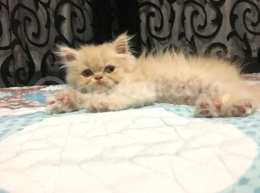 Prensesimiz Exotic