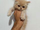 Prensesimiz Exotic