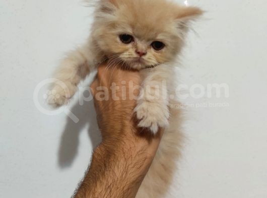Prensesimiz Exotic görsel