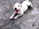 A Kalite Safkan 42 Günlük Dogo Argentino Yavruları
