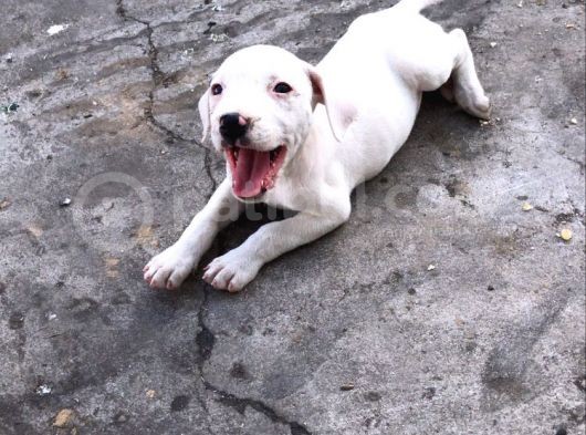 A Kalite Safkan 42 Günlük Dogo Argentino Yavruları görsel