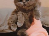 Chinchilla Dişi
