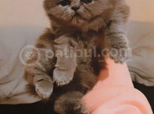 Chinchilla Dişi görsel