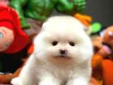 Show Class Pomeranian Boo Yavrularımız