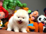 Show Class Pomeranian Boo Yavrularımız