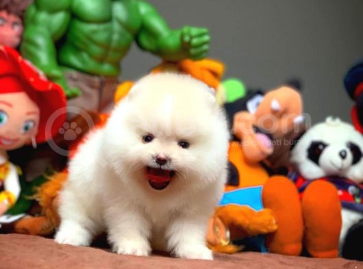 Show Class Pomeranian Boo Yavrularımız görsel