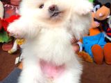 Show Class Pomeranian Boo Yavrularımız