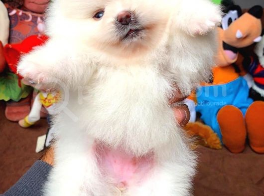 Show Class Pomeranian Boo Yavrularımız görsel