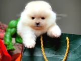 Show Class Pomeranian Boo Yavrularımız