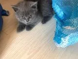 British Shorthair Yavruları