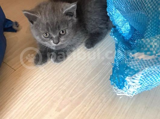 British Shorthair Yavruları görsel