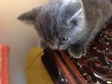 British Shorthair Yavruları