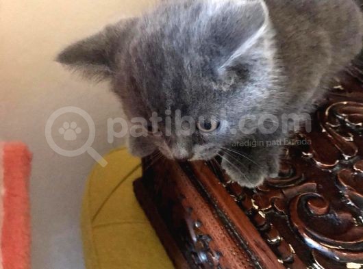 British Shorthair Yavruları görsel