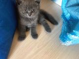 British Shorthair Yavruları