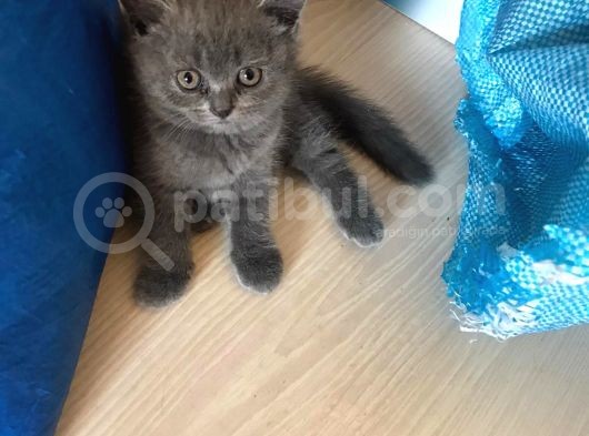 British Shorthair Yavruları görsel