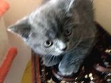 British Shorthair Yavruları