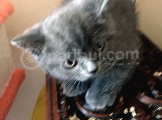 British Shorthair Yavruları görsel