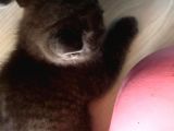 British Shorthair Yavruları