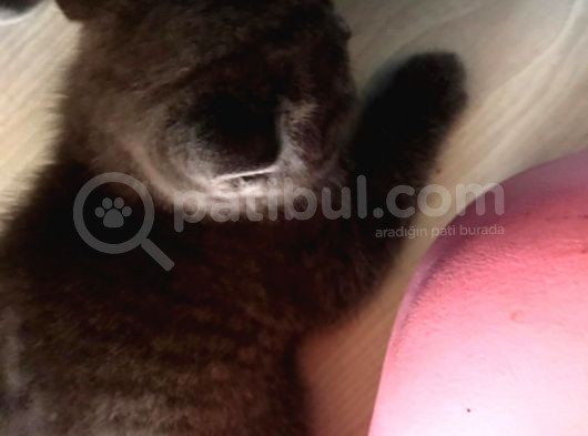 British Shorthair Yavruları görsel