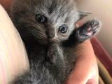 British Shorthair Yavruları