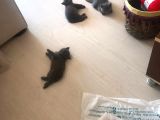 British Shorthair Yavruları