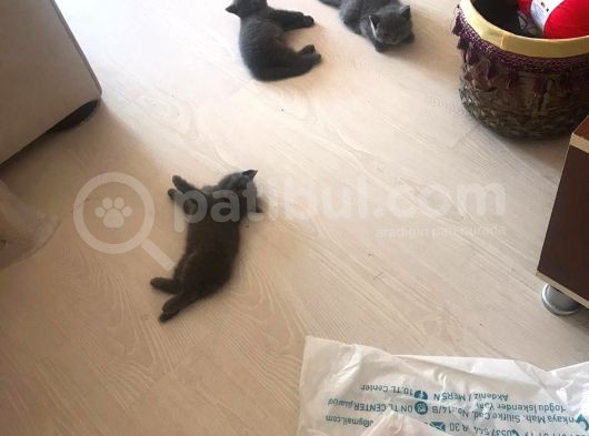 British Shorthair Yavruları görsel