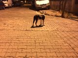 Ev Arkadaşı