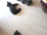 British Shorthair Yavruları