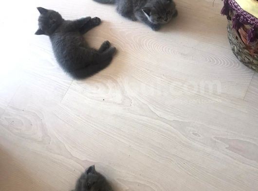 British Shorthair Yavruları görsel