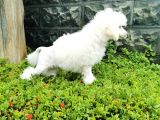 Beyaz Toy Poodle Bebekler